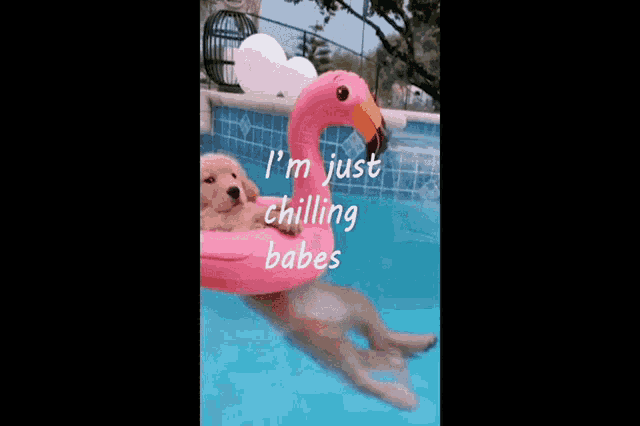 a puppy in a pink flamingo float in a pool