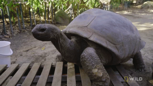 Climbing Up National Geographic GIF - Climbing Up National Geographic Weighing A Giant Tortoise GIFs