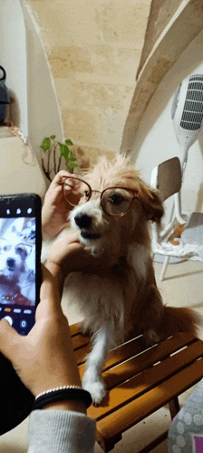 a person taking a picture of a dog with glasses