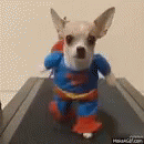 Dog Superman GIF - Dog Superman Rehab GIFs