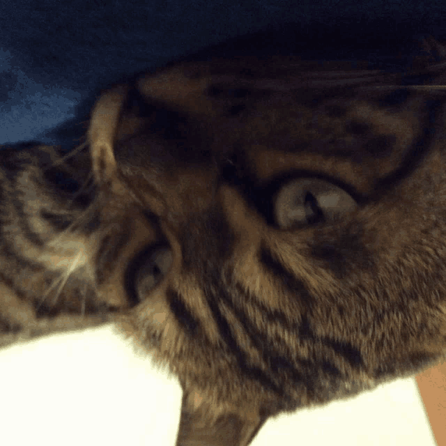 a close up of a cat 's face looking down