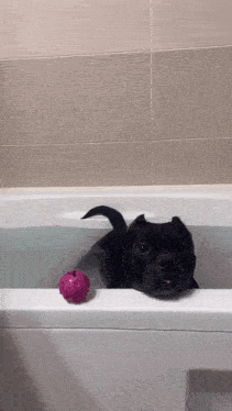 a black dog laying in a bathtub next to a pink toy