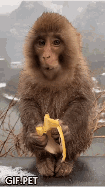 Eating Monkey GIF - Eating Monkey Chewing GIFs