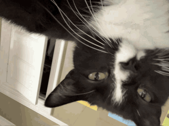 Catdale Dalecat GIF
