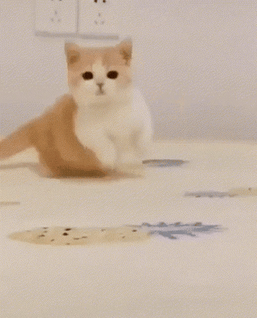 a brown and white kitten is standing on a bed