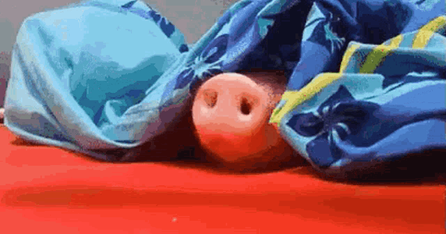 a pig 's nose is sticking out from under a blue blanket