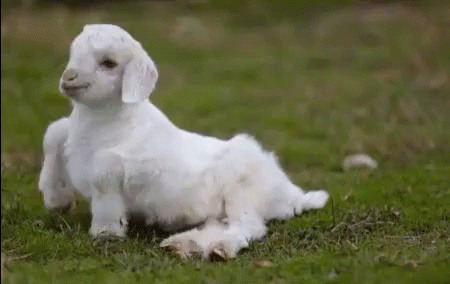 Baby Goat GIF - Baby Goat Cant Walk Drunk GIFs
