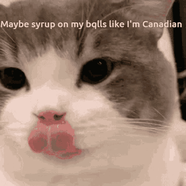a close up of a cat 's face with maybe syrup on my balls like i 'm canadian written above it