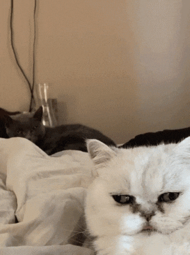a white cat is laying on a bed with two other cats