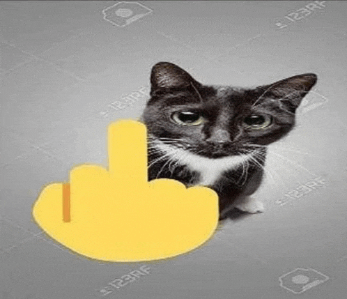 a black and white cat is giving a middle finger .