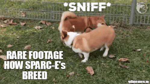 Sparce Dogcollar GIF - Sparce Dogcollar Collarquest GIFs