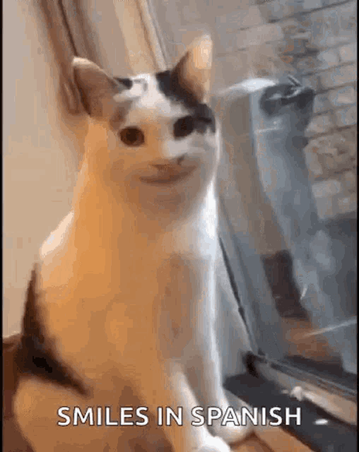 a cat is smiling in spanish while sitting on a window sill .