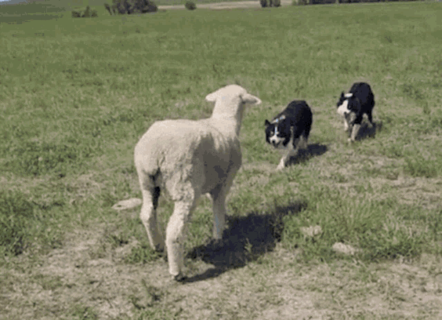 Herder Sheep GIF - Herder Sheep Sheep Herder GIFs
