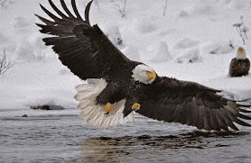 a bald eagle flying over a body of water .