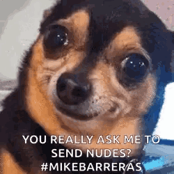 a small brown and black dog is smiling and looking at the camera with the caption `` you really ask me to send nudes ? ''