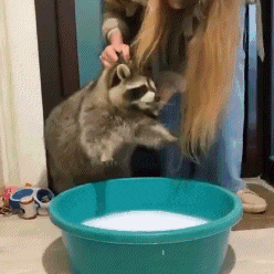 a woman is petting a raccoon in front of a blue bowl of milk .