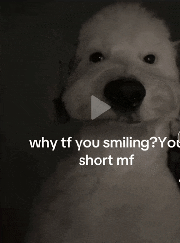 a video of a dog with the caption why tf you smiling