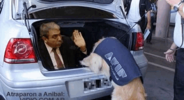 a man and a dog are in the back of a car and the dog is wearing a vest that says amir