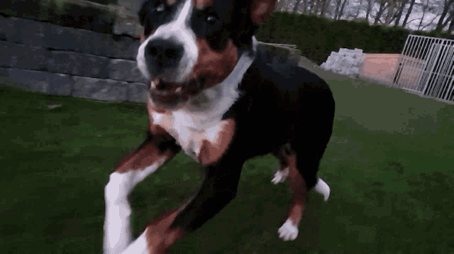 a black brown and white dog is standing in the grass and looking at the camera