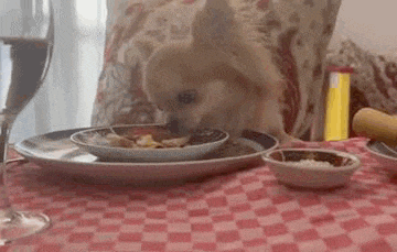 a small dog is sitting at a table eating food from a plate .