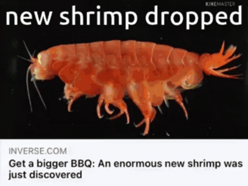 Shrimp Enormous Shrimp GIF