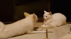 Dog Cat GIF - Dog Cat Play GIFs