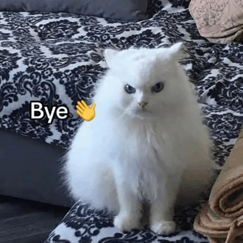 Bye Bye Bye Cat GIF - Bye Bye Bye Cat GIFs