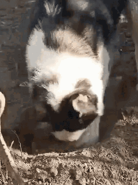 a husky dog is standing in the dirt looking at the camera .