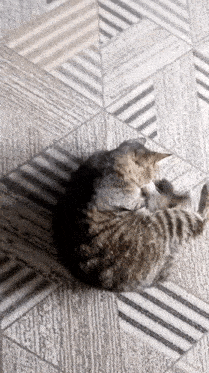 a cat is sleeping on a tiled floor with a pattern .