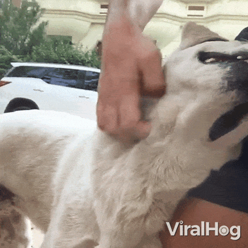 Scratching My Dog Viralhog GIF - Scratching My Dog Dog Viralhog GIFs