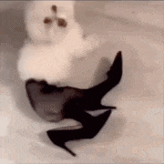 a small white dog is standing next to a pair of high heels .