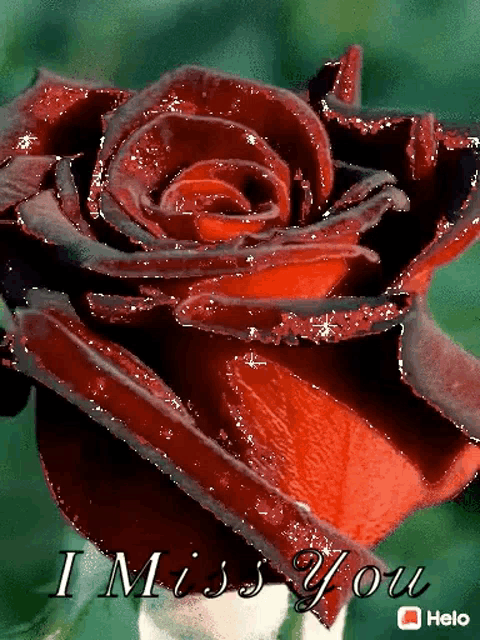 a red rose with the words " i miss you " on it
