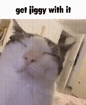 Jiggy Cat GIF - Jiggy Cat GIFs