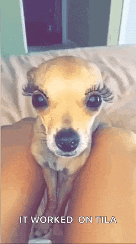 a small dog with false eyelashes is sitting on a person 's leg .