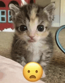 a calico kitten is sitting next to a yellow smiley face on a person 's arm .