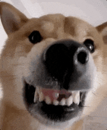 a close up of a dog 's face with its mouth open and teeth showing .