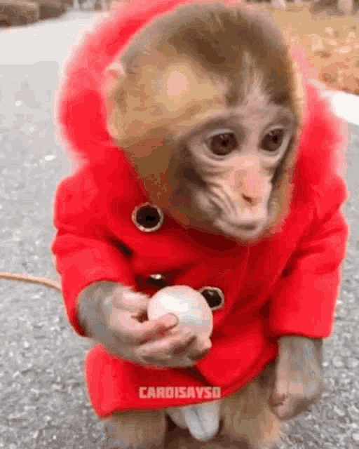 Monkry Monkey GIF - Monkry Monkey Cardi B GIFs