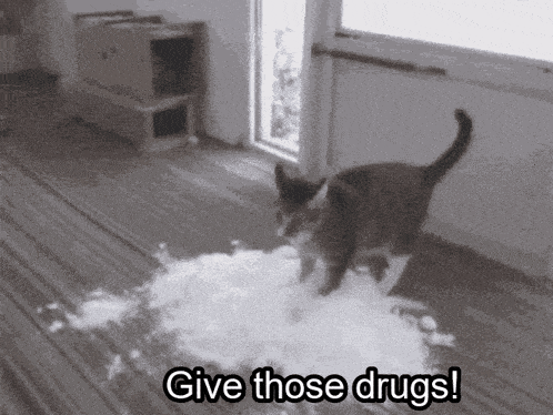 a cat walking on a carpet with the words give those drugs