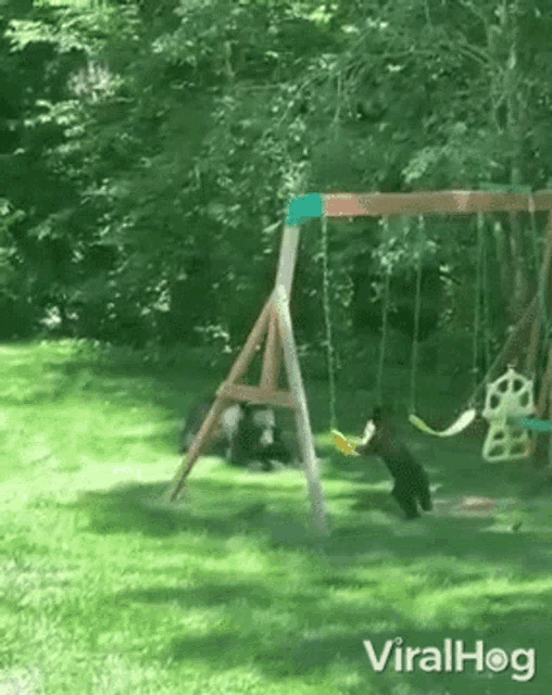 Bear Plays Swing Viralhog GIF - Bear Plays Swing Viralhog Try To Climb Up GIFs
