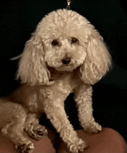 a small white poodle is sitting on a person 's lap and looking at the camera