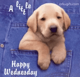 a picture of a puppy in a pocket with the words happy wednesday on it