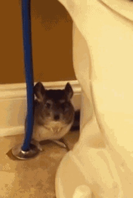 How To Help A Stressed Chinchilla Pet GIF - How To Help A Stressed Chinchilla Pet Cute GIFs