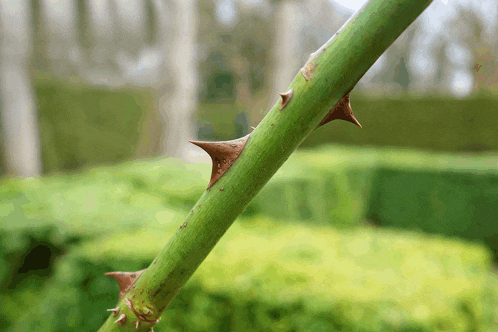 a close up of a green plant with thorns