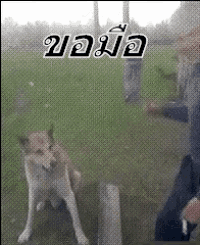 a man is standing next to a dog in a field with chinese writing on it