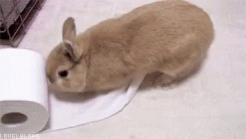 Funny Animals Rabbit GIF - Funny Animals Rabbit Tissue GIFs