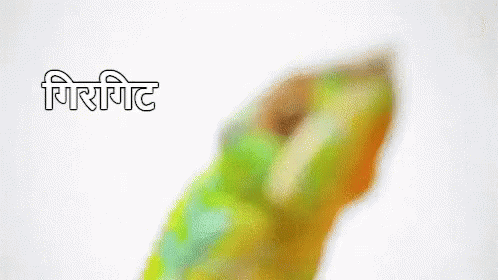 गिरगिट, GIF - Girgit Chameleon Cunning GIFs