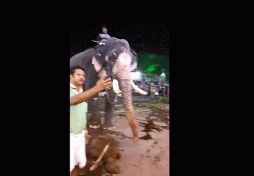 Elephant Elephant Bless GIF - Elephant Elephant Bless Senthil GIFs