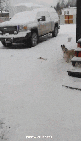 a truck is covered in snow and a dog is standing in the snow