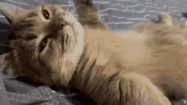 Unisono Cat Cat Sand GIF - Unisono Cat Cat Sand GIFs