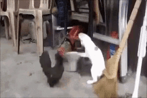 a white cat standing next to a black chicken